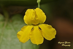 Goodenia ovata