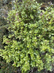 Baccharis magellanica