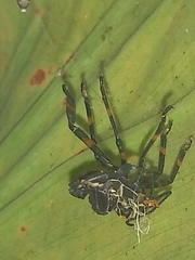 Pachylis acutangulus