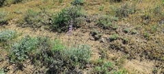 Lupinus excubitus austromontanus