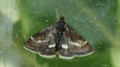 Atralata albofascialis
