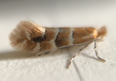 Phyllonorycter emberizaepenella