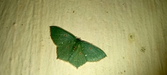 Cyclothea disjuncta