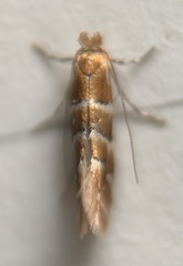 Phyllonorycter emberizaepenella