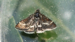 Atralata albofascialis