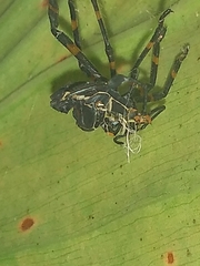 Pachylis acutangulus