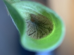 Phyllonorycter emberizaepenella