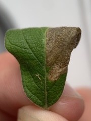 Phyllonorycter emberizaepenella