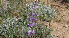 Lupinus excubitus austromontanus