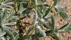 Lupinus excubitus austromontanus