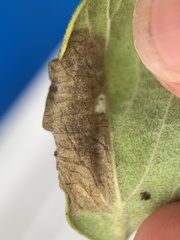 Phyllonorycter emberizaepenella