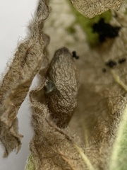 Phyllonorycter emberizaepenella