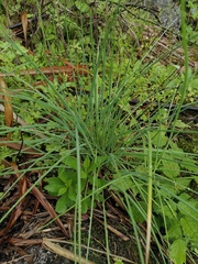 Allium chinense