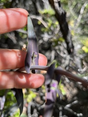 Streptanthus campestris