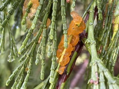 Gymnotelium blasdaleanum