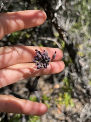 Streptanthus campestris