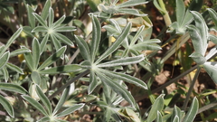 Lupinus excubitus austromontanus