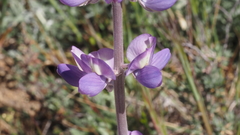 Lupinus excubitus austromontanus