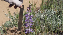 Lupinus excubitus austromontanus