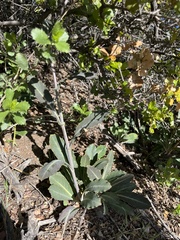 Streptanthus campestris