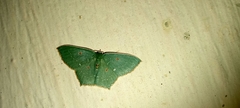Cyclothea disjuncta