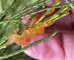 Gymnotelium blasdaleanum