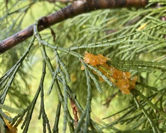 Gymnotelium blasdaleanum