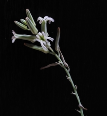 Haworthiopsis
