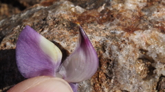 Lupinus excubitus austromontanus