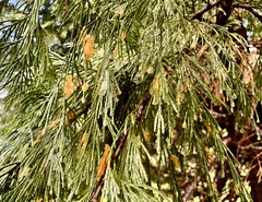 Gymnotelium blasdaleanum