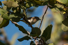 Gerygone magnirostris