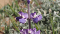 Lupinus excubitus austromontanus