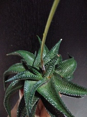 Haworthiopsis