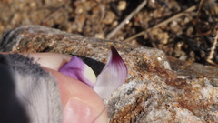 Lupinus excubitus austromontanus