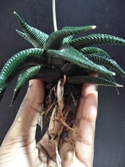 Haworthiopsis