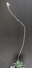 Haworthiopsis