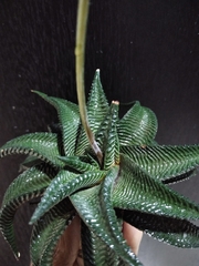Haworthiopsis