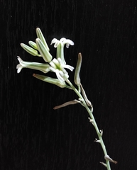 Haworthiopsis