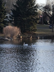 Pelecanus erythrorhynchos