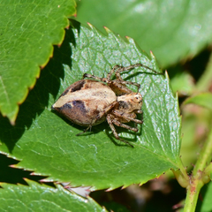 Oxyopes scalaris