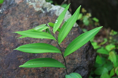 Polygonatum sibiricum