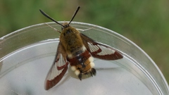 Hemaris fuciformis