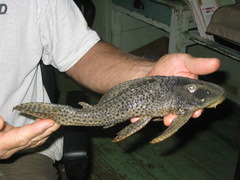 Hypostomus