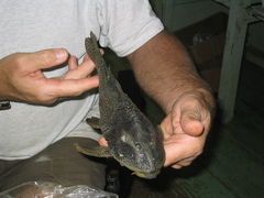 Hypostomus
