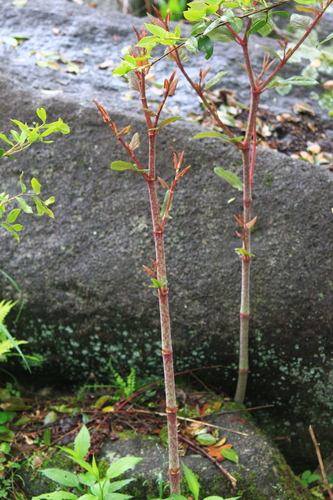 Fallopia japonica iNat (3)