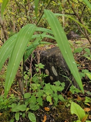Polygonatum cyrtonema