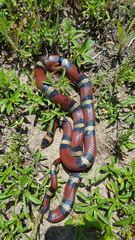 Lampropeltis gentilis
