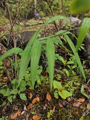 Polygonatum cyrtonema