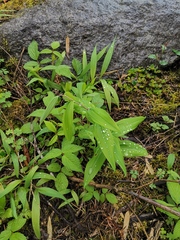 Polygonatum cyrtonema