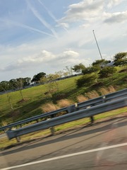 Roseodendron donnell-smithii